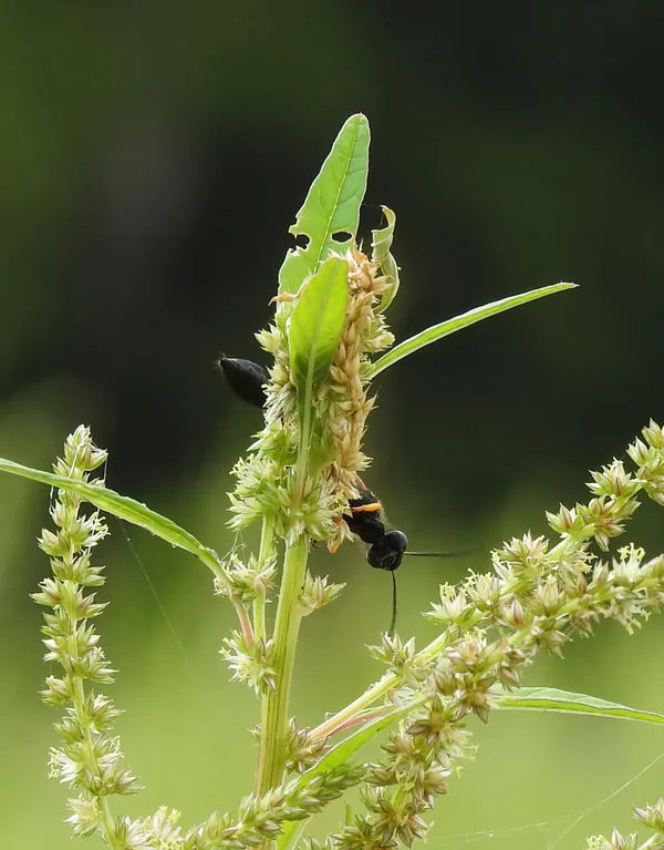 Playful Wasp thumbnail