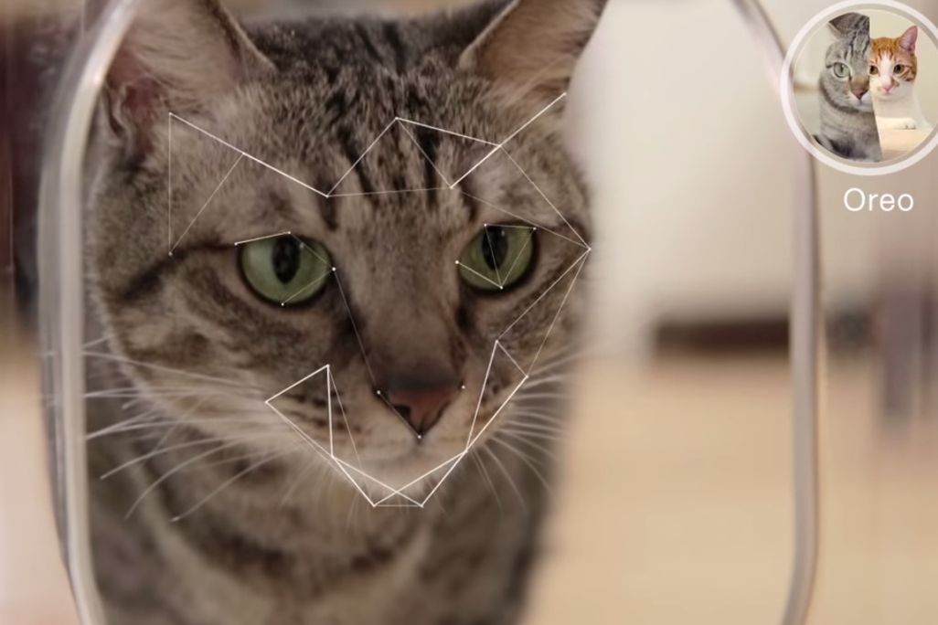 cat