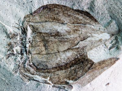 The new fossil groundcherry Physalis infinemundi from Laguna del Hunco in Patagonia, Argentina, 52 million years old. This specimen displays the characteristic papery, lobed husk and details of the venation.