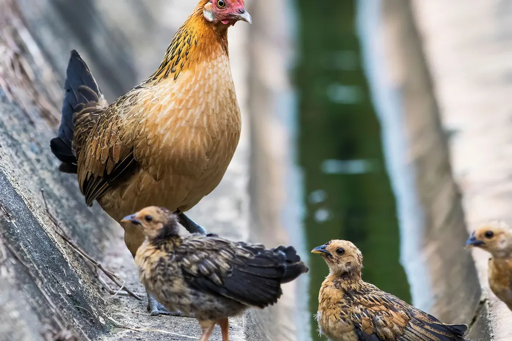 Red Junglefowl