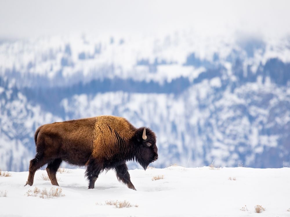 A lone bison migrates across a snow-covered terrain