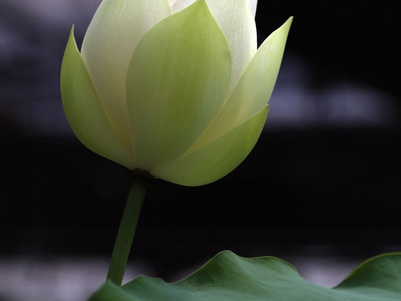 A Lotus Flower As Pure And Clear As Jade Smithsonian Photo Contest