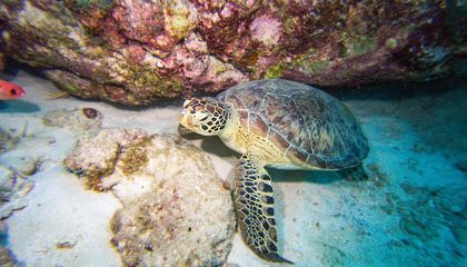 The Top Ten Ocean Stories of 2023