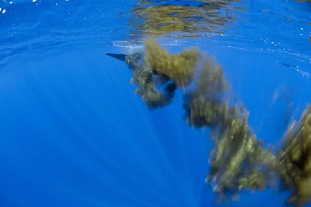 A sperm whale swims away, leaving a cloud of feces.