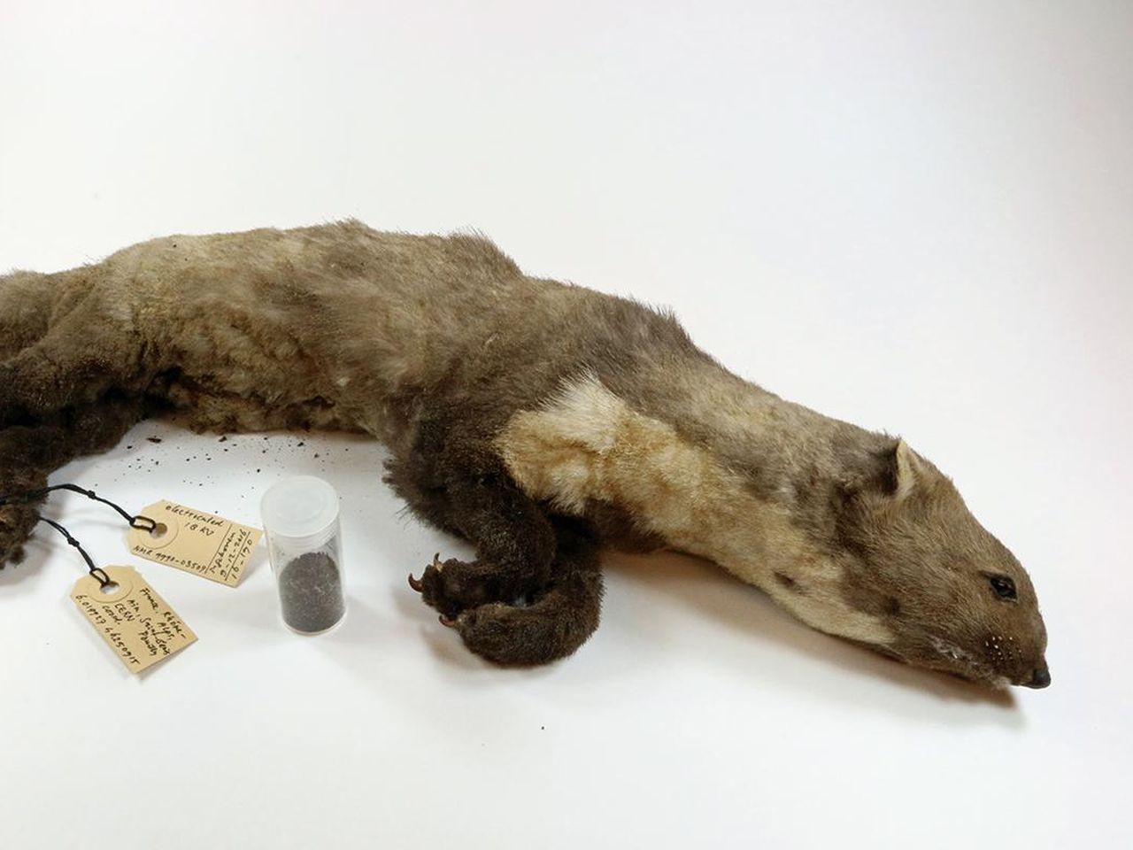 WERNER 動物　９点 Werner/ヴェルナー Wわっぱ入り干支セット | Toy-Toy ONLINESHOP