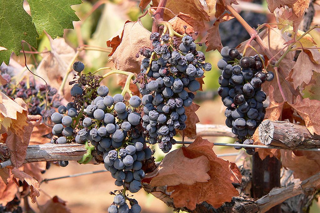 2013112901403011_29_2013_grape.jpg