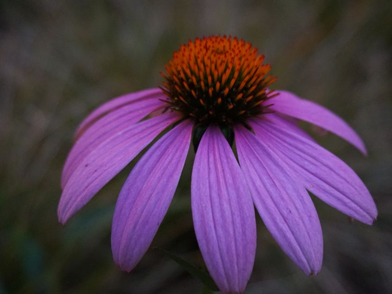 Eastern Purple Coneflower at Atlanta Botanical Gardens Smithsonian