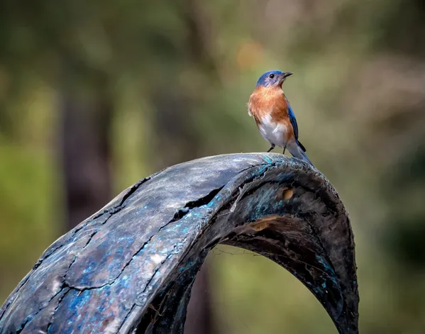 Bluebird On A Park Sculpture thumbnail