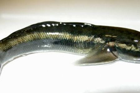 The Nopoli rock-climbing goby