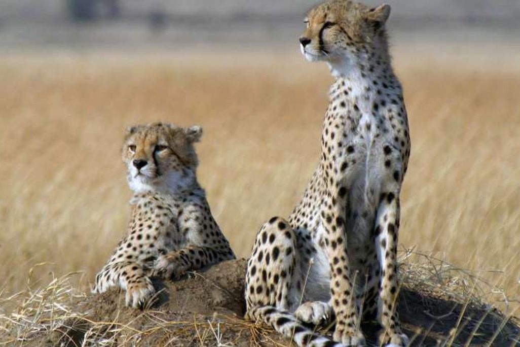 Cheetahs