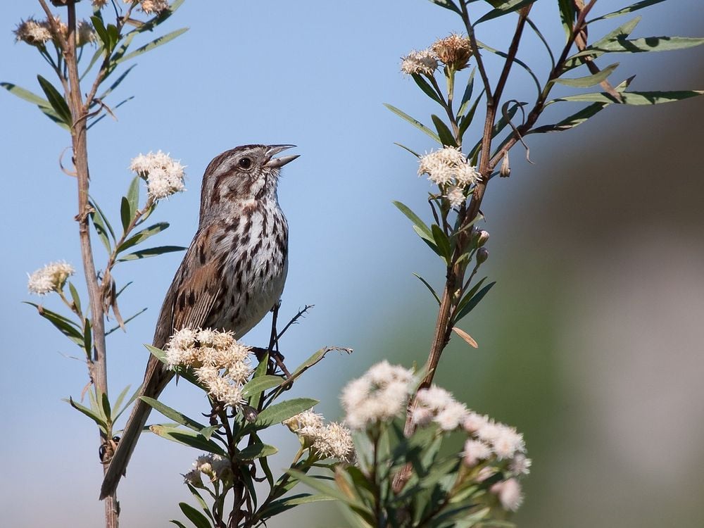 A male song sparrow singing in a tree