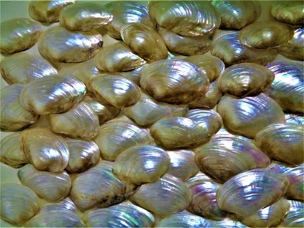 Shells by moonlight thumbnail