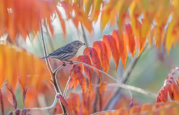 Feeding during migration in Fall thumbnail