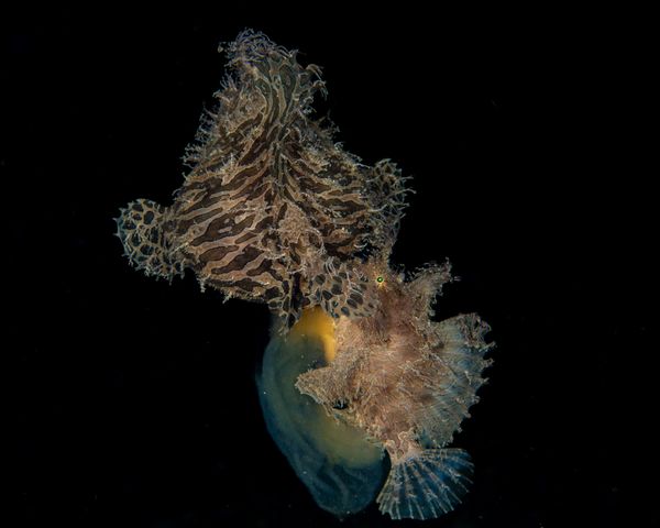 Scaber's Frogfish Spawning thumbnail