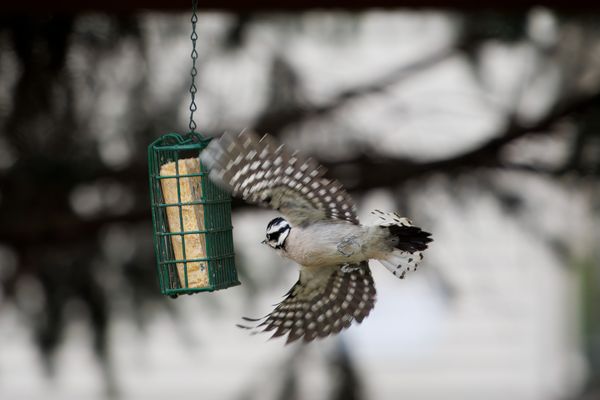 Downy woodpecker and house sparrow fighting for food - winner returns thumbnail