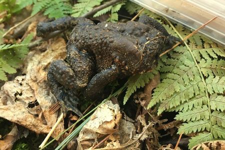 Experts speculate this why toad doesn't have a face.