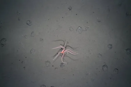 A deep-sea starfish attached to what is called a polymetallic nodule. These nodules are being targeted by the burgeoning deep-sea mining industry for their mixture of valuable metals including manganese, cobalt, copper and nickel.