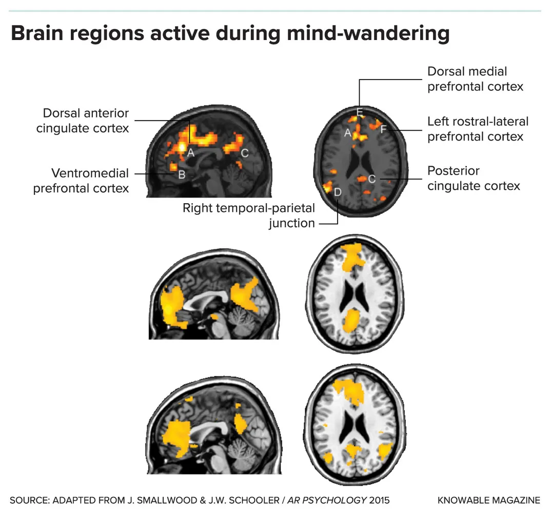 Brain Regions of Mind Wandering Graphic