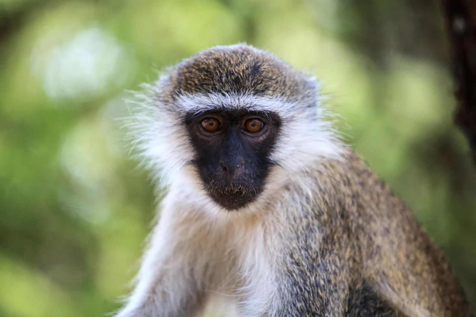 Green Monkeys Borrow Their Cousins' Eagle Warning Call When Drones Are Near  | Smart News| Smithsonian Magazine