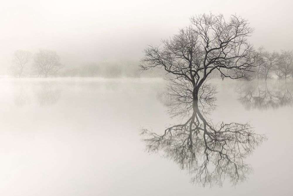 Japan Tree submerged