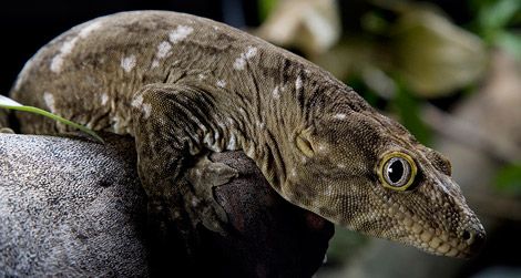 The caldonian gecko, one of the zoo's many reptiles.