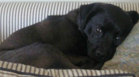 A dog named Maz collects on his psychic debt.