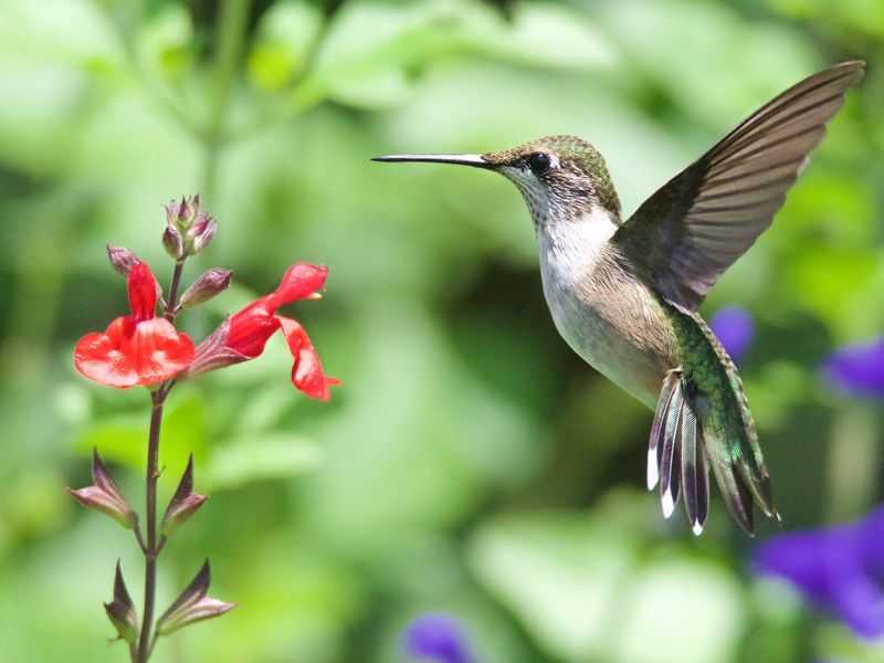 Hummingbird in flight | Smithsonian Photo Contest | Smithsonian Magazine