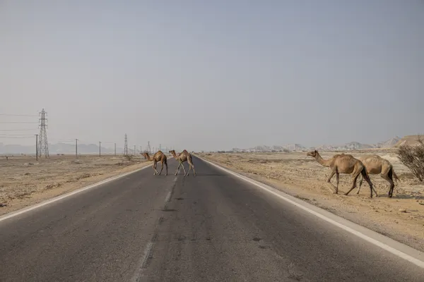 Camels on the Road thumbnail