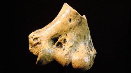 A piece of the elbow from Australopithecus anamensis found in northern Kenya.