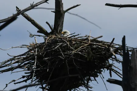 A bald eagle nest—complete with eaglet—in Rutland, Massachusetts