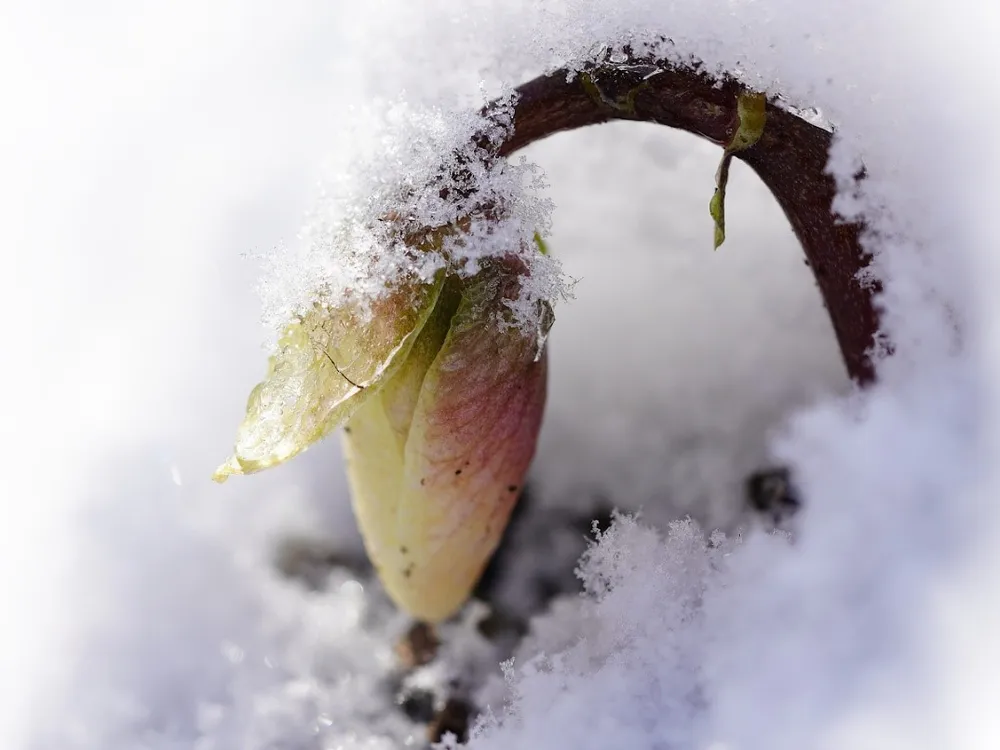 Plants and animals around the globe use a wide variety of evolutionary strategies to survive harsh winters.