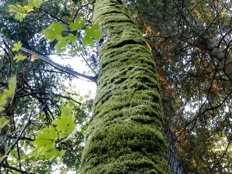 Blanket of moss Smithsonian Photo Contest Smithsonian Magazine