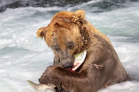 480 Otis, a beloved brown bear made popular by the Explore.org bear cams of Alaska&rsquo;s Katmai National Park and Preserve, hunts for salmon at a popular bear fishing spot known as &ldquo;the jacuzzi&rdquo; on July 20, 2014.