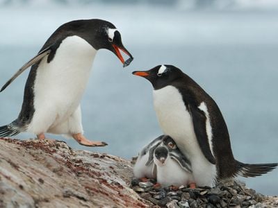 A male Gentoo penguin brings stones to a female with chicks
