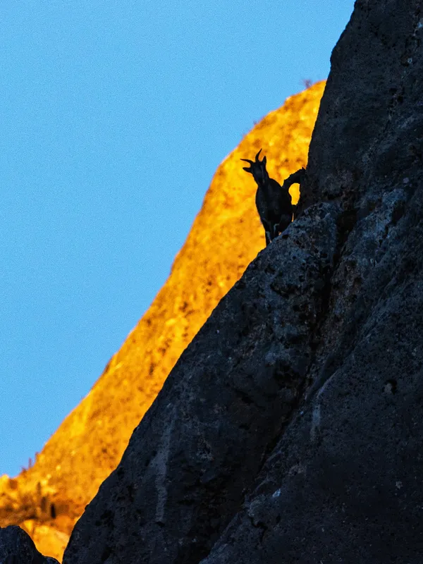 Cliff Wanderer thumbnail