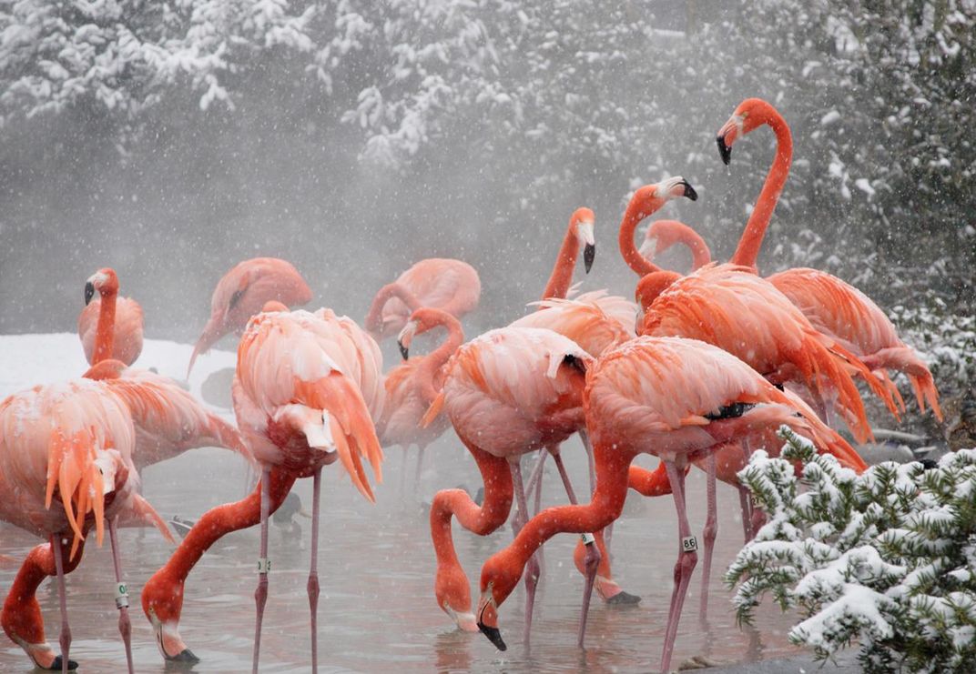 Flamingos chillin' in their hottub