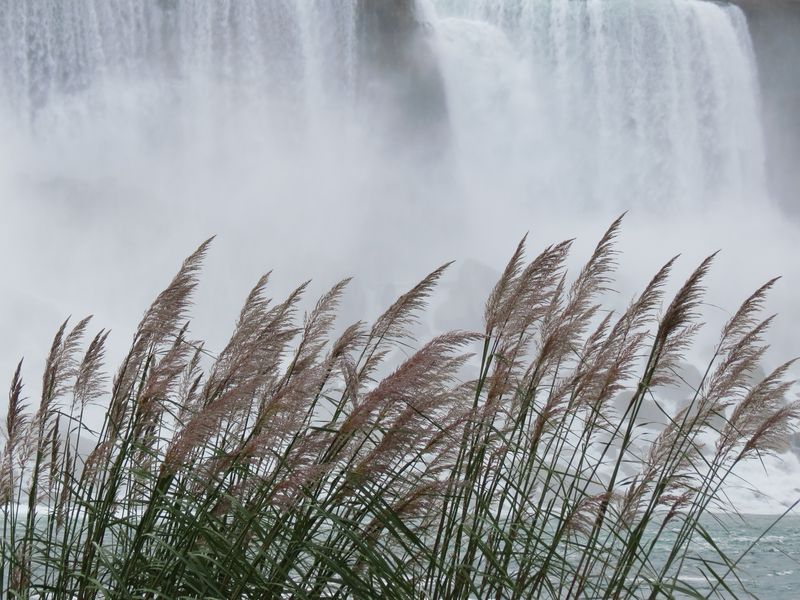 Grass Against Falls Reeds Against Niagara Falls Smithsonian Photo Contest Smithsonian Magazine
