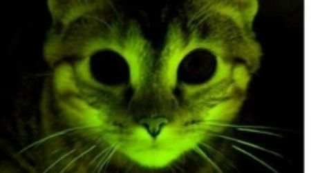 A glowing kitty may help in the fight against AIDS