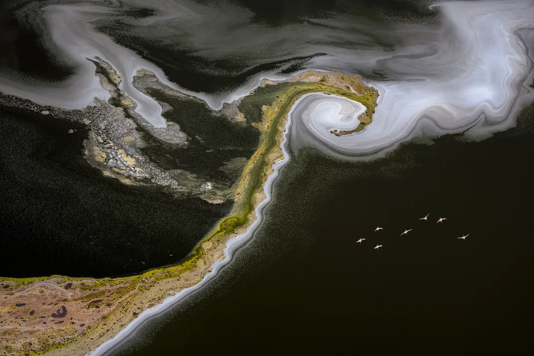 Flamingos Over Lake, David Swindler
