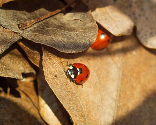 Morning ladybugs thumbnail
