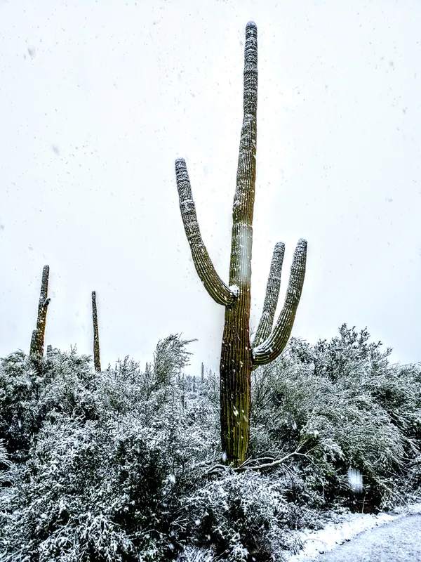 Snow in the Sonora Desert thumbnail