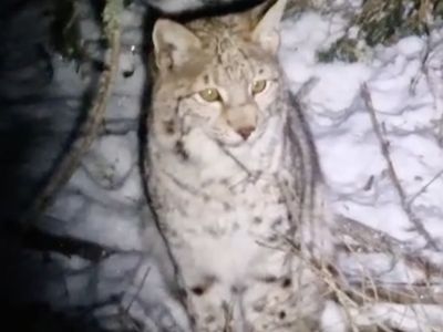 One of the two recaptured lynx&mdash;another two are still on the loose