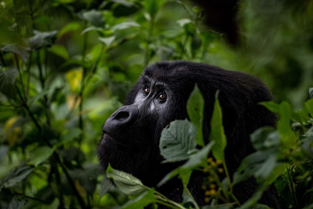 Juvenile mountain gorilla gazing left