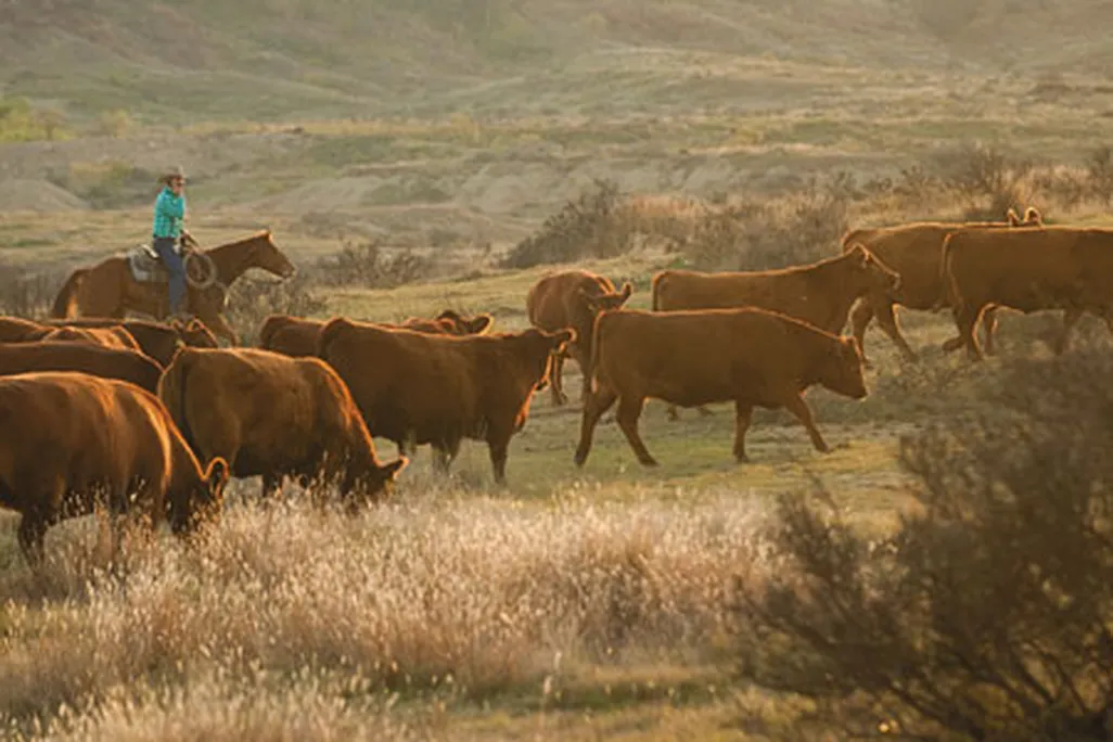 Brown Ranch