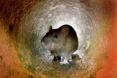 The life cycle of the parasitic rat lungworm involves rats spreading it to snails and slugs, which pass it back to rats.