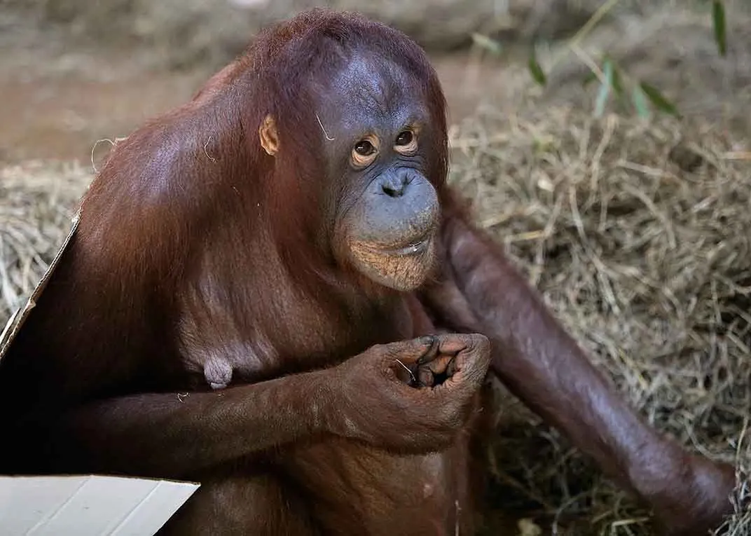 Batang, mother orangutan
