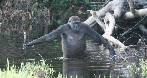 A gorilla in the Congo wading in a swamp