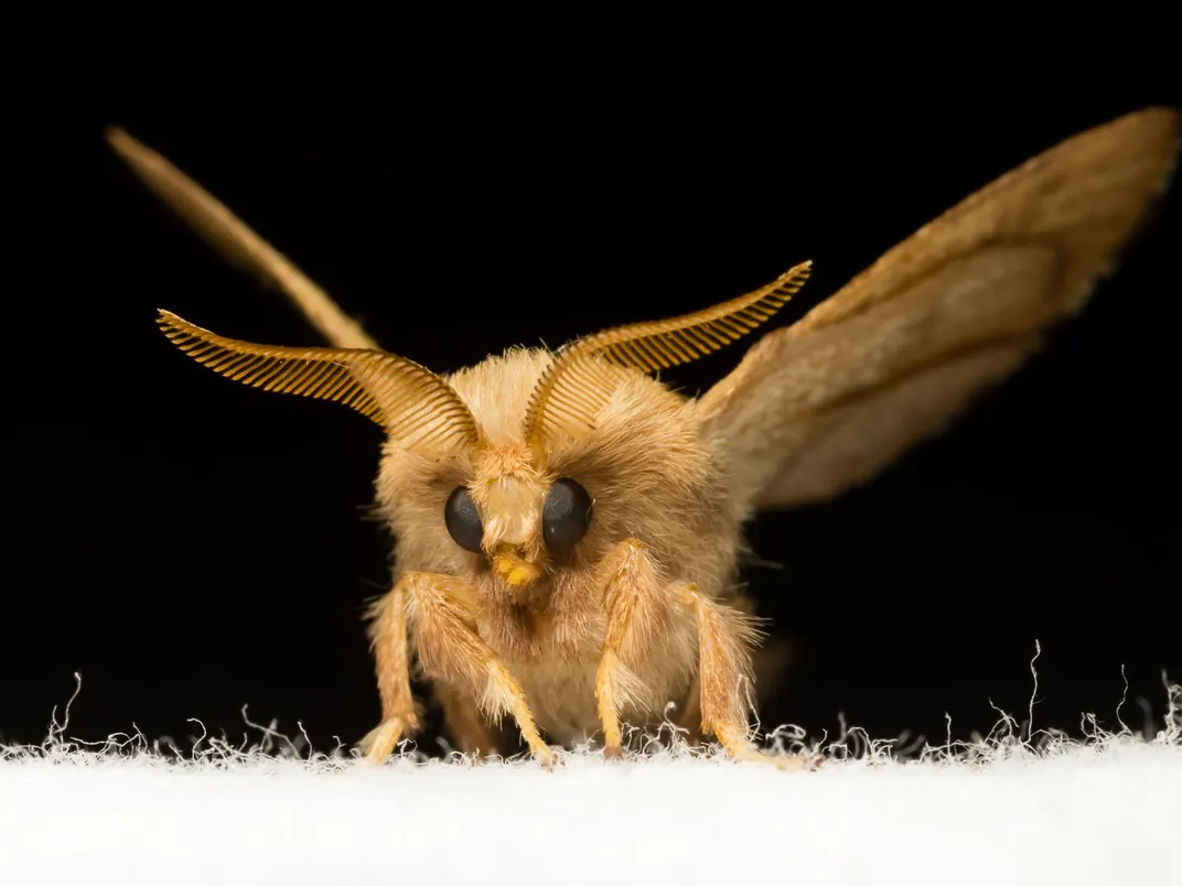 Forest tent caterpillar moth_26