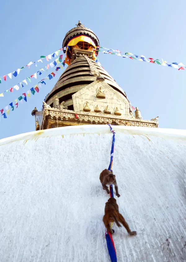 Morning at the Monkey Temple thumbnail