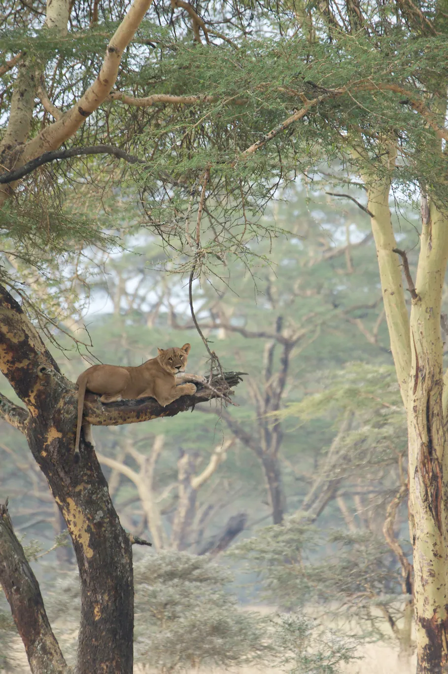 A lion lounges in a tree in Lake Nakuru National Park.